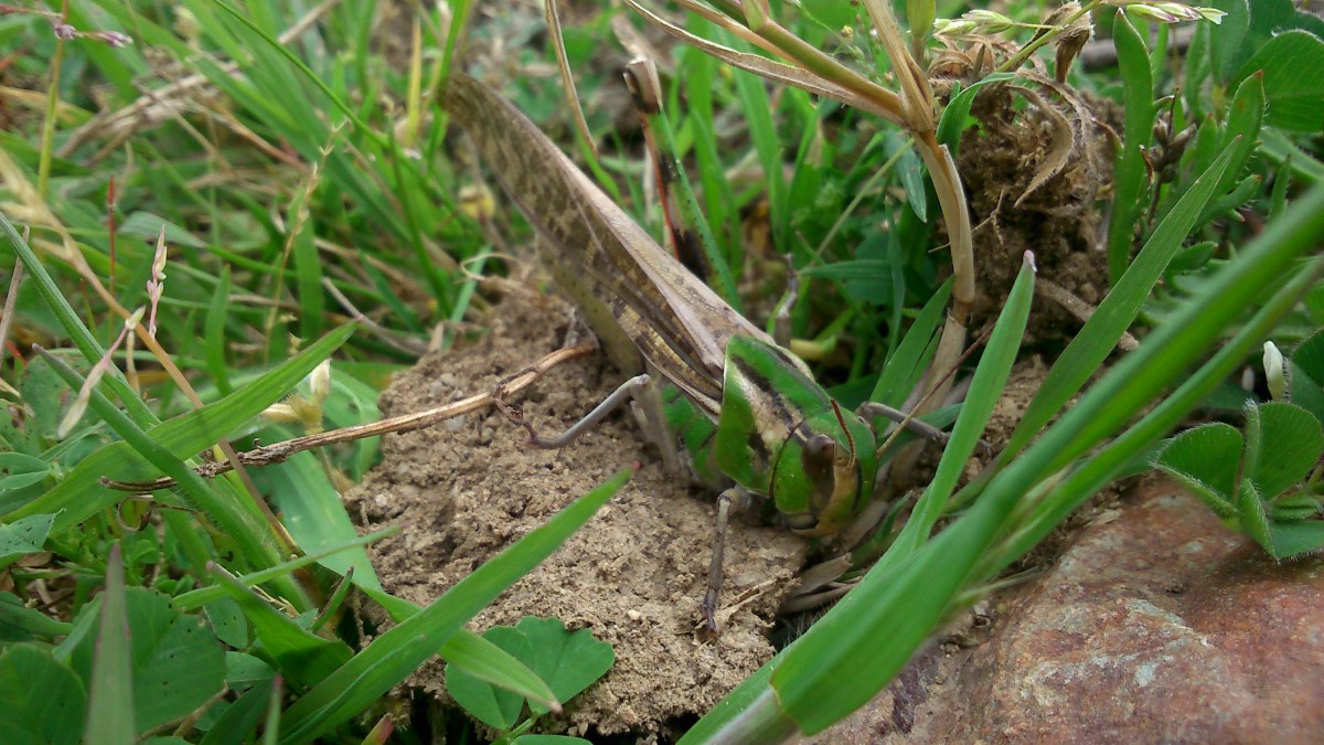 Qu&rsquo;est-ce que le mimétisme&nbsp;?