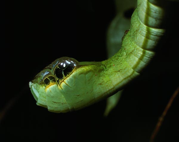 lhemeroplanes-triptolemus