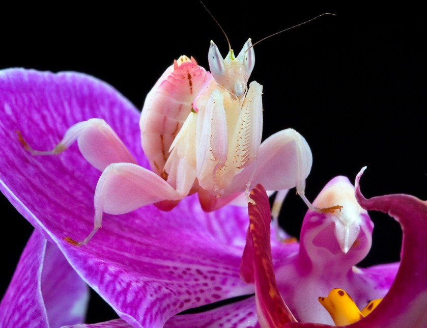 mante-orchidee-hymenopus-coronatus-nac-arachnide-maintenance-comportement-alimentation-reproduction-sexage-taille-animal-animaux-compagnie-animogen-1