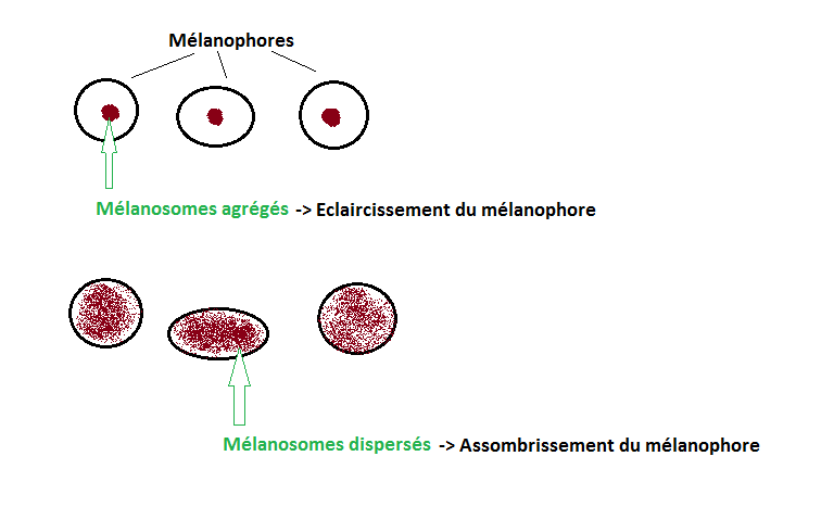 melanophore-melanosome